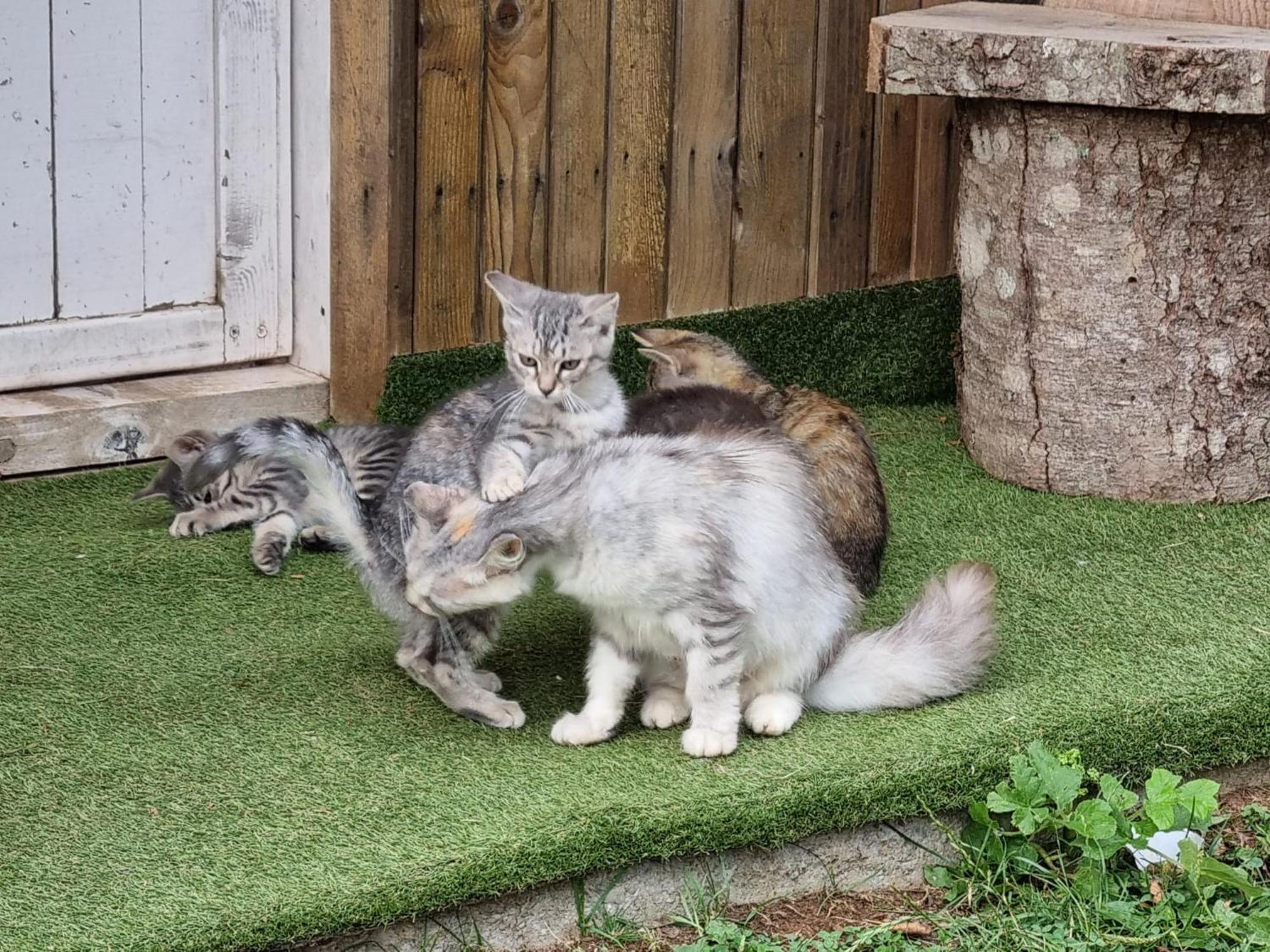 Katun Lanista-Kolibe Bogavac Villa Mojkovac Kültér fotó